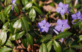 На Хмельниччині вночі ще підморозить: якою буде погода 21 березня