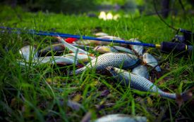 На Хмельниччині починається нерест: де заборонено рибалити і які штрафи