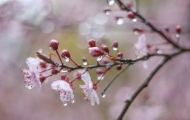 Березень завершиться дощем: погода для Хмельниччини на завтра