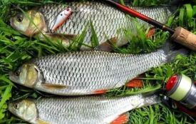 На Хмельниччині розпочався період нересту: яка відповідальність за вилов риби