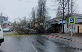 У Хмельницькому змінили маршрут тролейбусів №7 та №11 через падіння дерева