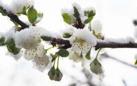 Сильні заморозки і штормовий вітер: погода на Хмельниччині 10 квітня