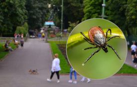 У Хмельницькому оброблятимуть від кліщів парки та озеро. Просять їх не відвідувати