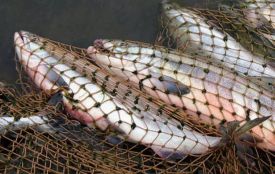 Судитимуть жителів Хмельниччини, які наловили риби майже на мільйон гривень