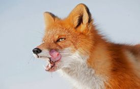 У Хмельницькому районі через випадок сказу ввели карантин: що відомо