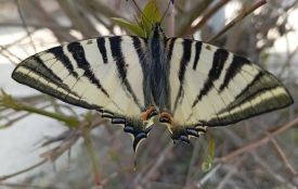 Рідкісний метелик з’явився на Хмельниччині: у Нетішині зафіксували подалірія