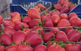 Перша українська полуниця: за скільки продають у Хмельницькому