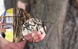 У Хмельницькому обстежують дерева. Які результати