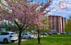 Сильні заморозки та вітер: погода 24 квітня на Хмельниччині