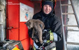 На Хмельниччині під час масштабної пожежі врятували кота
