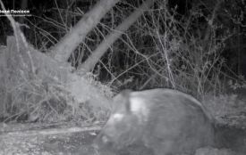 У лісі на Хмельниччині помітили «спа-процедури» диких тварин: відео з фотопасток