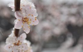 На Хмельниччині зафіксували температурні рекорди через сильні заморозки
