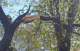 Впало дерево — хто платить? Інструкція для хмельничан, чиє майно постраждало від негоди