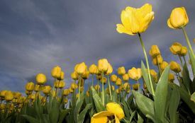 Коли чекати потепління та якою буде погода у Хмельницькому