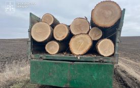 На Хмельниччині лісничого засудили до 4 років тюрми за крадіжки дуба