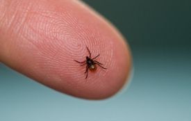 На Хмельниччині зареєстрували 32 випадки хвороби Лайма від початку року