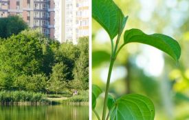 До +36: прогноз погоди для Хмельницького на тиждень