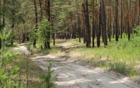 На Хмельниччині заборонили відвідування лісів на період аномальної спеки