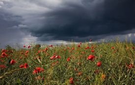 Дощі, грози та сильний вітер: погода на Хмельниччині 11 липня