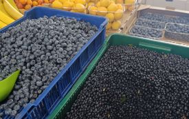 Ціни на ягоди: за скільки продають черешню, лохину і чорницю