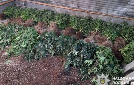 на Хмельниччині затримали наркоаграрія, який вирощував коноплі на дачі