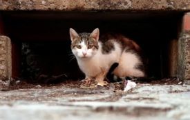 На Кам’янеччині у безпритульного кота виявили сказ: деталі
