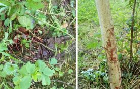 Погрози і ПТСР: переселенка стала свідком вбивства собаки на Хмельниччині