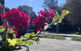 Туман та періодичні дощі: прогноз погоди у Хмельницькому на тиждень