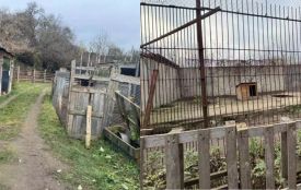 Втеча левиць і термін для Пальохіна. Що трапилось із скандальним зоокуточком