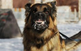 З початку року на Хмельниччині виявили 15 випадків сказу