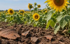 Землю з археологічною пам'яткою на  Хмельниччині засіяли соняшником