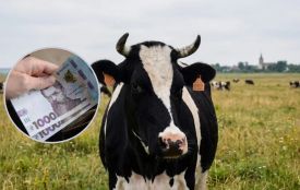 Хмельницька міськрада дає по 10 000 грн за кожну прирощену корову: умови та перелік документів