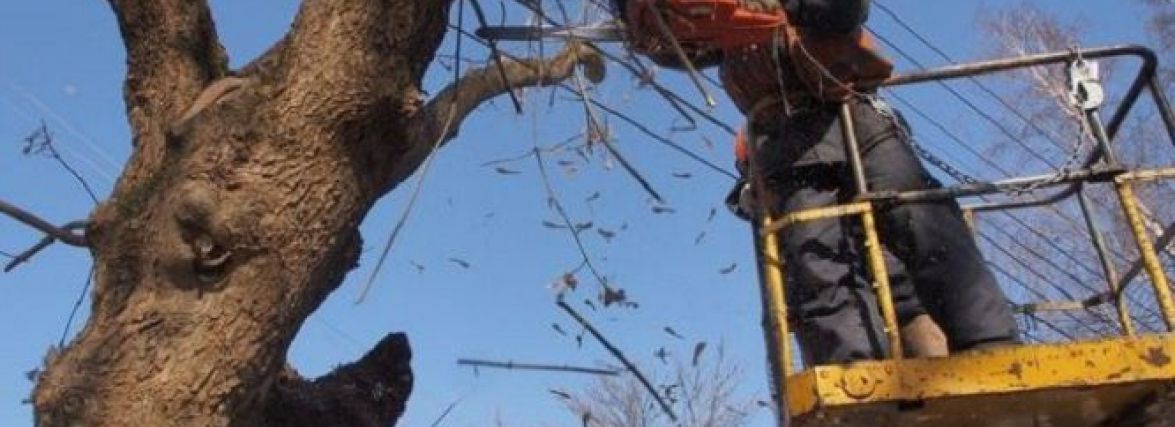 У центрі Хмельницького зрізатимуть аварійні дерева 1 липня