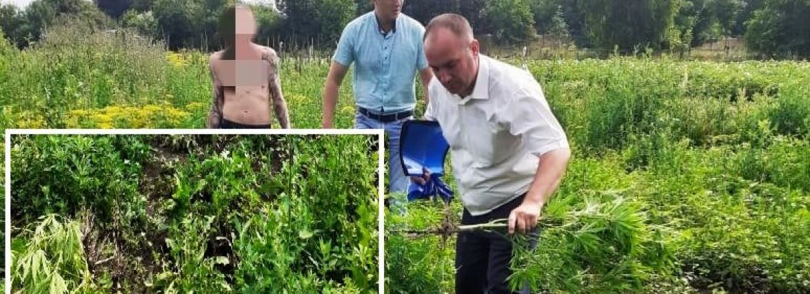 На Хмельниччині чоловік засіяв город коноплею: що йому загрожує