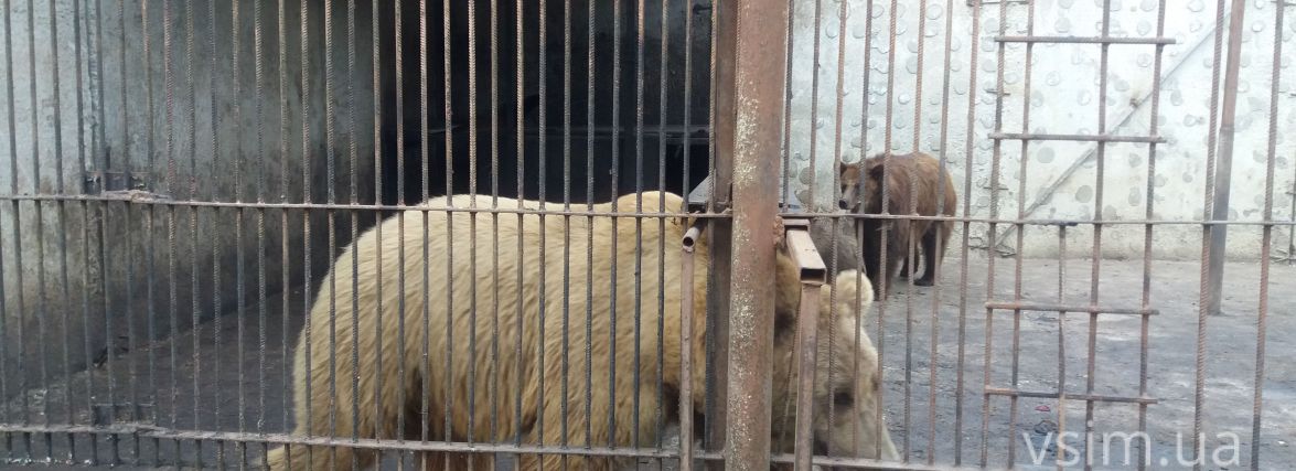 У Пальохіна хочуть конфіскувати ведмедів. Що відомо