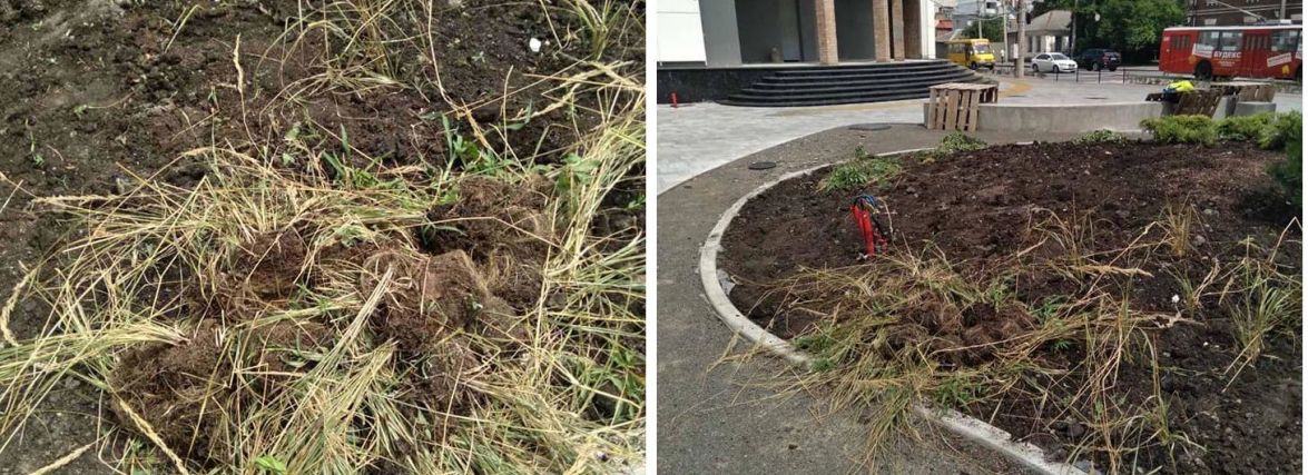 На Свободи хмельничанка повидирала висаджені комунальниками зелені насадження