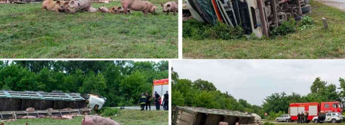 Біля Шепетівки перекинулася вантажівка зі свинями (ФОТО)