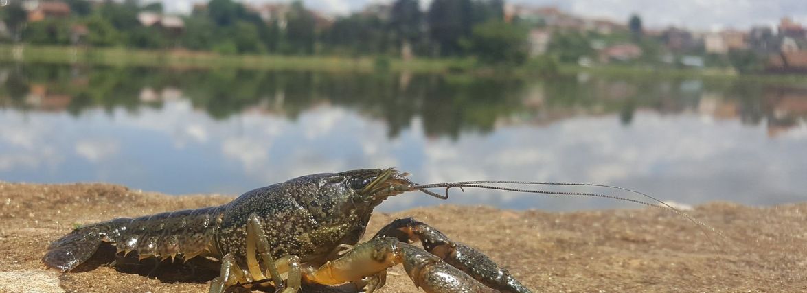 Із 1 серпня забороняють ловити раків. Які загрожують штрафи