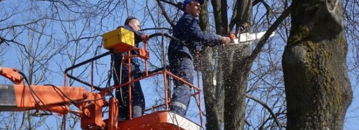 У Хмельницькому обрізатимуть дерева: де обмежать рух транспорту