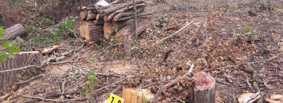 Незаконна рубка дерев у заказнику на Хмельниччині: винному «світить» до 5 років або штраф