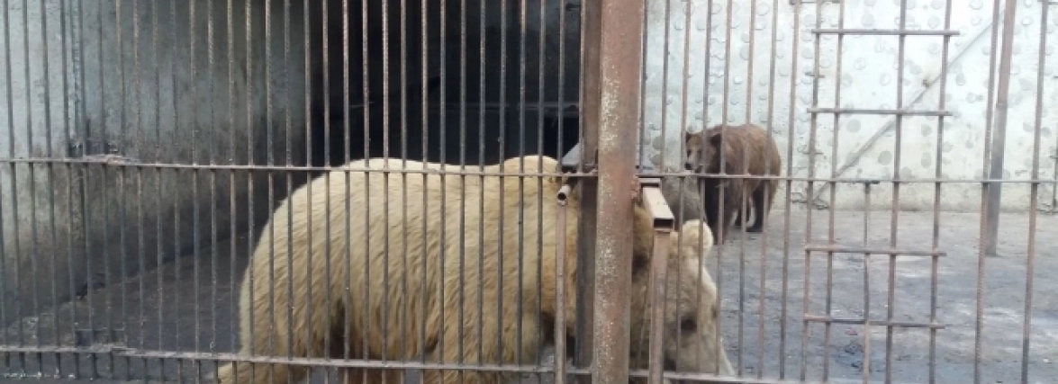 П'ятьох ведмедів Пальохіна забрали до реабілітаційного центру