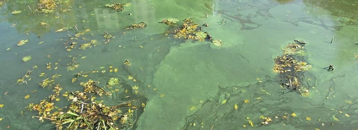 Врятувати Плоску. У річці спускають воду, щоб провести обстеження