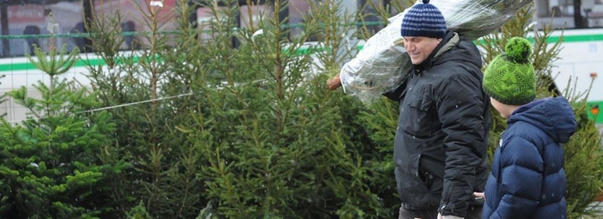Від 500 до 1700 гривень. Хмельничан штрафуватимуть за нелегальні ялинки