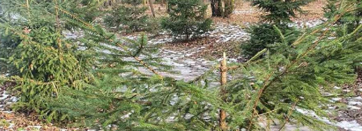 Фото дня: у дендропарку зрубали ялинки