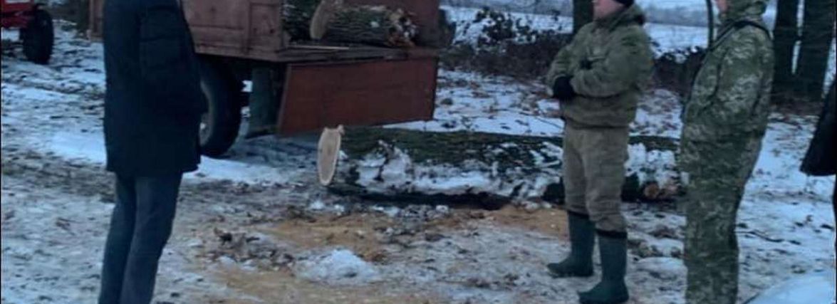 Поліція зафіксувала незаконну рубку дерев. Порушника з бензопилою оштрафували