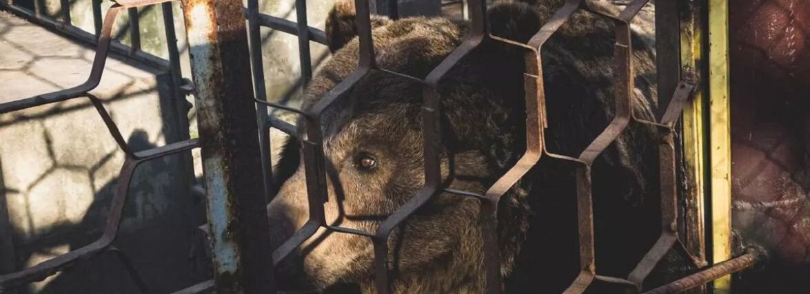Ведмедя, який жив при ресторані на Хмельниччині, перевезли на Львівщину