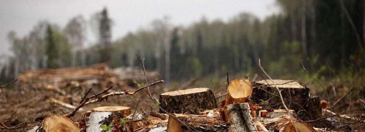В парку біля Західно-Окружної два роки вирубують дерева. Що відомо