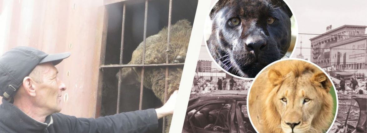 Хмельницький готовий прийняти хижаків з Харківського зоопарку