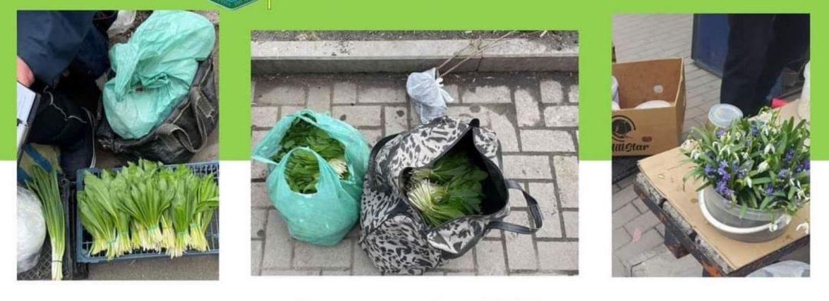 На Хмельниччині виявили 16 торговців червонокнижними першоцвітами