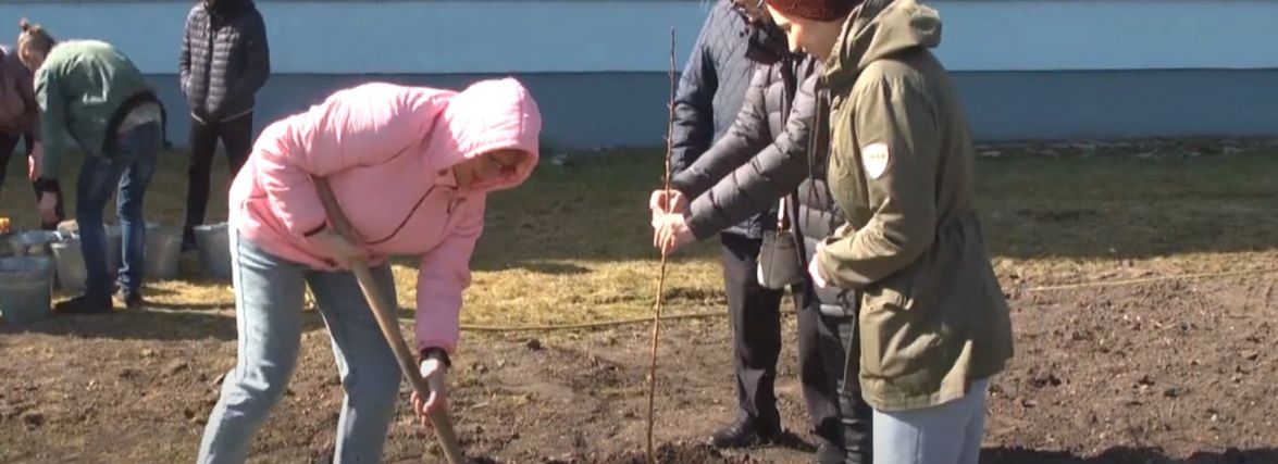 У ботанічному саду ХНУ висадили 75 сакур